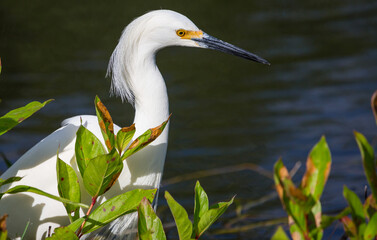 Egret