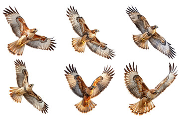 Fototapeta premium hawk flying with extended wings, on Png background.