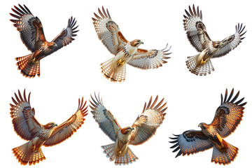 hawk flying with extended wings, on Png background. - obrazy, fototapety, plakaty