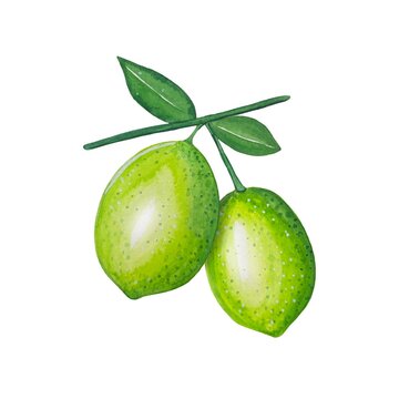 Hand drawn limes on a branch, watercolor illustration