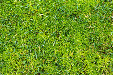 Moss in lawn. Lawn in serious need of moss killer. Removing old moss and dead grass from the lawn. Aeration and improving the lawn quality.
