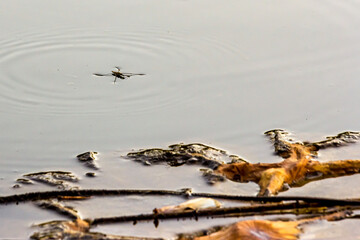 Water strider on the surface of the water. Water strider (Gerris, lacustris, Jesus bug, scooter, skater, skeeter, skimmer, skipper) is held in place by surface tension.