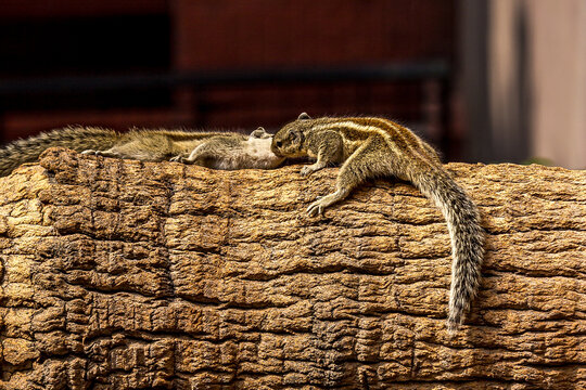 Two striped Indian palm squirrels sniff each other on a tree trunk. Big fluffy tail. This animal is also known as Funambulus palmarum, three-striped palm squirrel. Looks like a chipmunk.