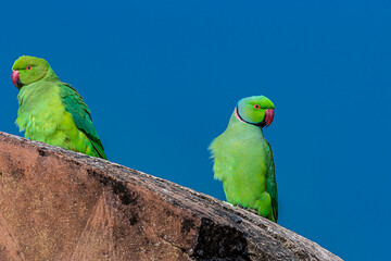 A hen and male Indian ringed parrot are sitting on a stone wall of an ancient fort. Ths parakeet is...