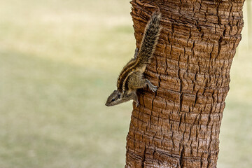 A small fluffy Indian palm squirrel climbs down a tree trunk upside down. Big fluffy tail. This...