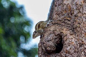 A small fluffy Indian palm squirrel climbs down a tree trunk upside down. Big fluffy tail. This...