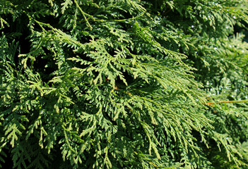 Glittering drops shines under sun rays on a branches of thuja bush detailed stock photo for backgrounds 
