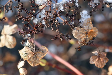 Verwelkte Rhododendron-Blüten im Frost