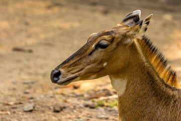 Close-up profile portrait of a hornless female nilgai. The Nilgai (Boselaphus tragocamelus) is the largest antelope in Asia and lives in the north of the India. Wild animal,mammal.