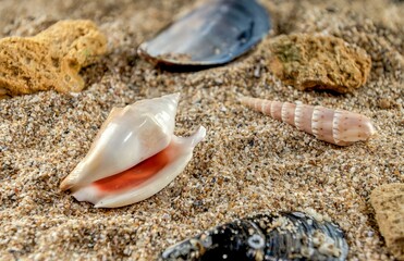 Strombidae Seashell on the sand