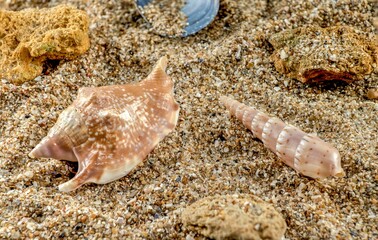 Strombidae Seashell on the sand