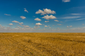 Bright sunny day in the Russian steppe with Cumulus clouds. Fluffy white clouds in the blue sky. Bright yellow grass on the veld.  Stratocumulus or Cumulostratus clouds on the horizon.