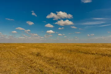 Deurstickers Bright sunny day in the Russian steppe with Cumulus clouds. Fluffy white clouds in the blue sky. Bright yellow grass on the veld.  Stratocumulus or Cumulostratus clouds on the horizon. © DmitriiK