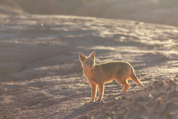 Fox in Patagonia