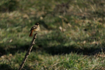 地面に降りたジョウビタキ