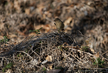 地面に降りたジョウビタキ