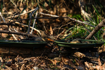 水あ浴び をするジョウビタキ