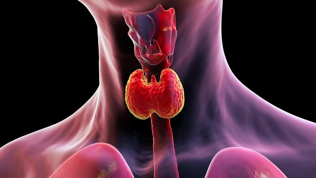 3D animation showcasing the thyroid gland's position and structure within the human body, highlighting its vital endocrine function.