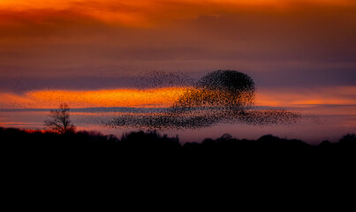 murmuration Starlings in sunset