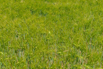 Field of barley crop seed-heads growing