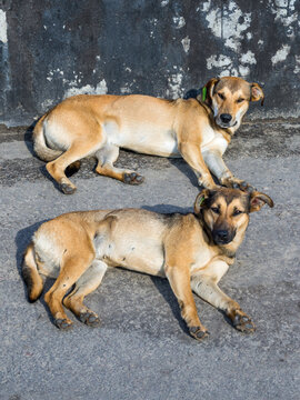 Two homeless lying dogs looking at the camera