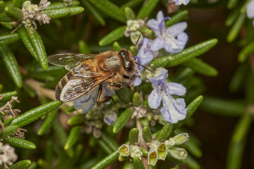 abeja melífera 