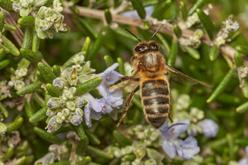 abeja melífera 