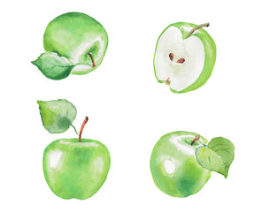 Watercolor hand painted illustration of  green apple, fruits, apple illustration, vegetarian food, watercolor illustration	