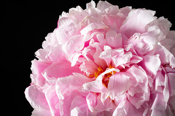 pink peonies in the vase