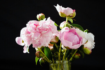 pink peonies in the vase