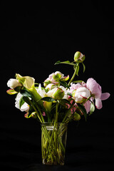 pink peonies in the vase