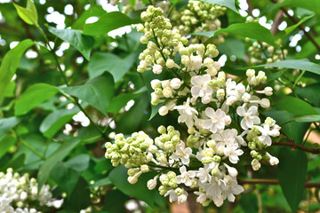 white syringa with flowers and buds with green leaves on background