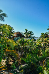 Fototapeta na wymiar Foto de las palmeras con el cielo azul en Nadi, Fiji.