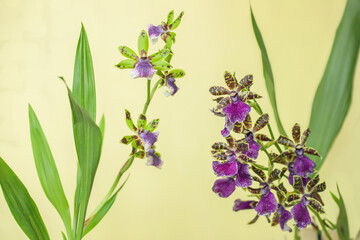 Two different, blooming Zygopetalum orchids.