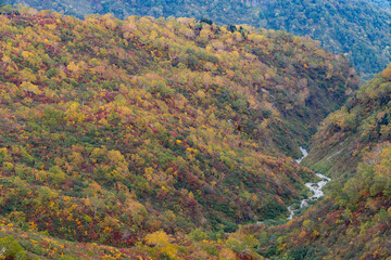 白山平瀬道からの紅葉の眺め