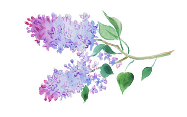 Watercolor hand painted illustration of  lilac, lilacs illustration, purple flowers, floral painting, blossom ,watercolor illustration	