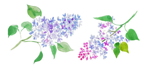 Watercolor hand painted illustration of  lilac, lilacs illustration, purple flowers, floral painting, blossom ,watercolor illustration	