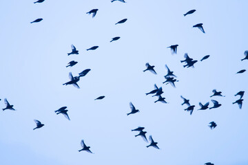 Flock of linnets in flight. Birds in flight. Birds silhouette with blue colour. Carduelis cannabina.