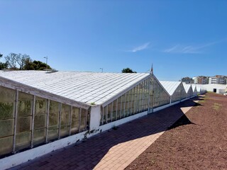 Obraz premium Greenhouse for growing pineapples in San Miguel. Azores, Portugal. Pineapple plantation