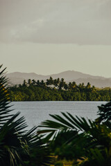 Foto de la naturaleza con palmeras en Nadi, Fiji.