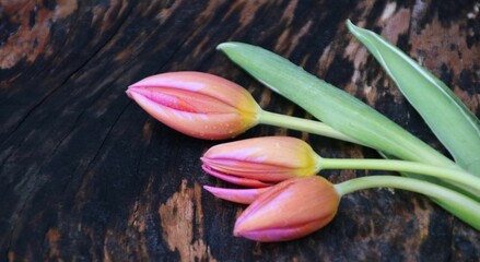 tulpen postkarte