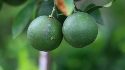 two ripe green kaffir limes that had not been picked were still on the branch