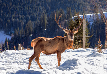 A young Cervus elaphus in the wild natural environment
