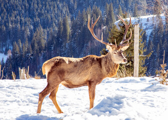 A male Carpathian deer (Cervus Elaphus) in the natural environment in winter on the mountain