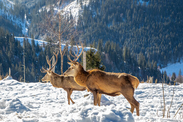 Two deer Cervus elaphus in the wild, natural environment in winter