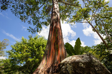 Rainbow eucalyptus (eucalyptus deglupta) in a Costa Rican park - obrazy, fototapety, plakaty