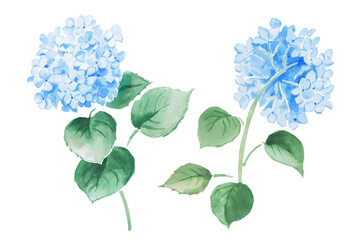  Watercolor hand painted illustration of blue hydrangea, flower, hydrangeas, watercolor, floral illustration, blossom, bloom