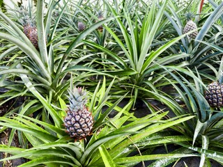 Pineapple flower and fruit growing in a traditional Acores greenhouse plantation. Sao Miguel...