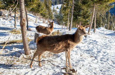 A deer Cervus elaphus in the wild, natural environment in winter
