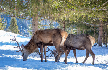 Two deer Cervus elaphus in the wild, natural environment in winter